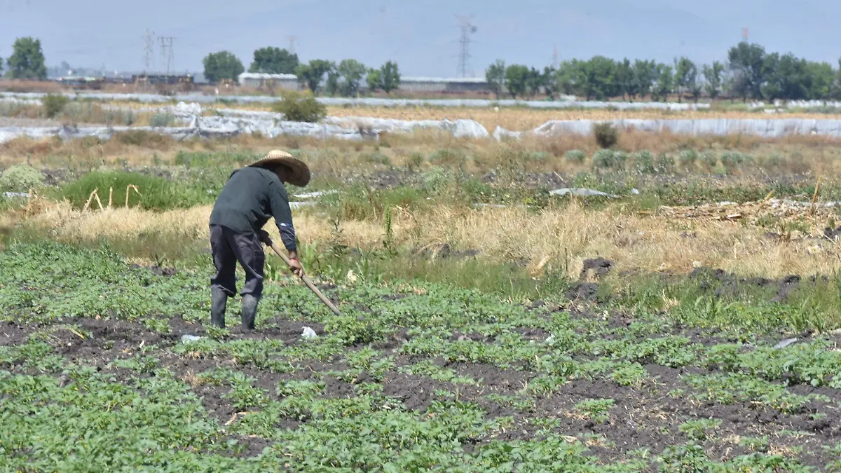 CAMPO APOYOS.- RICARDO SANCHEZ.- EL SOL DE IRAPUATO (2)